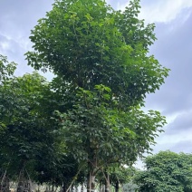 秋枫树20～25公分基地直销规格齐全欢迎老板来电咨询