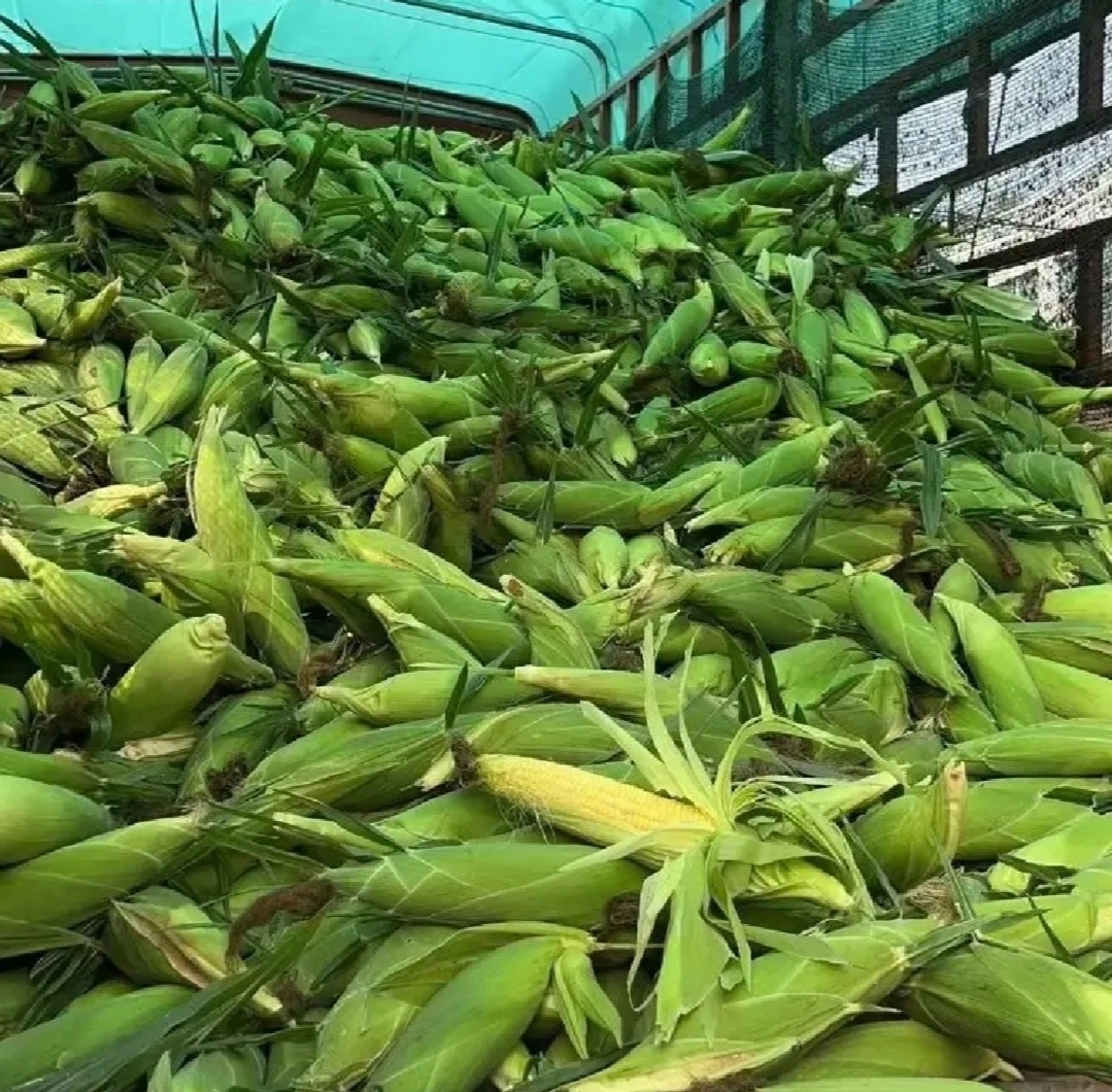 水果玉米在超市货架上的展示,突出其作为健康食品的形象 水果玉米在超市货架上的展示