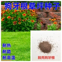 狗牙根草坪种子草籽四季常青护坡固土耐热耐旱耐践踏庭院绿化