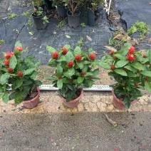 龙船花