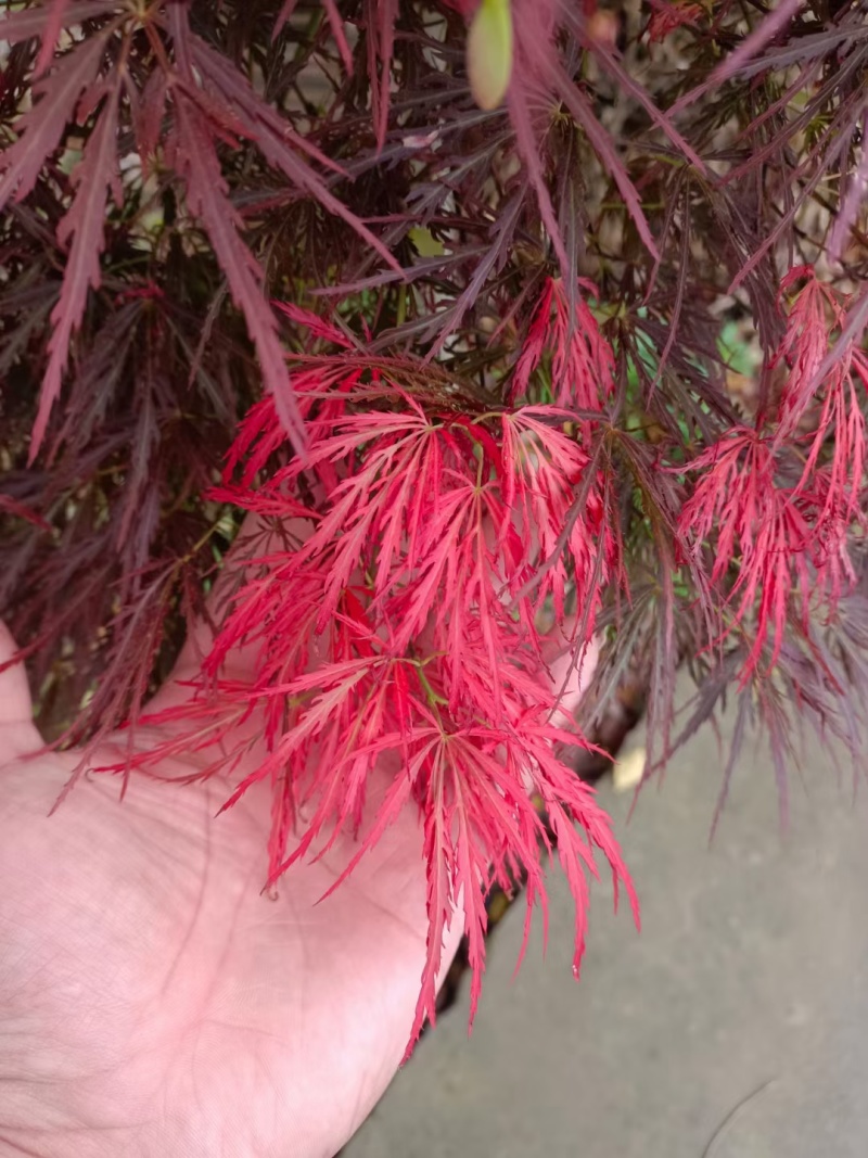 羽毛枫外山花缠金丝黄羽小苗稻叶石榴红青龙羽毛