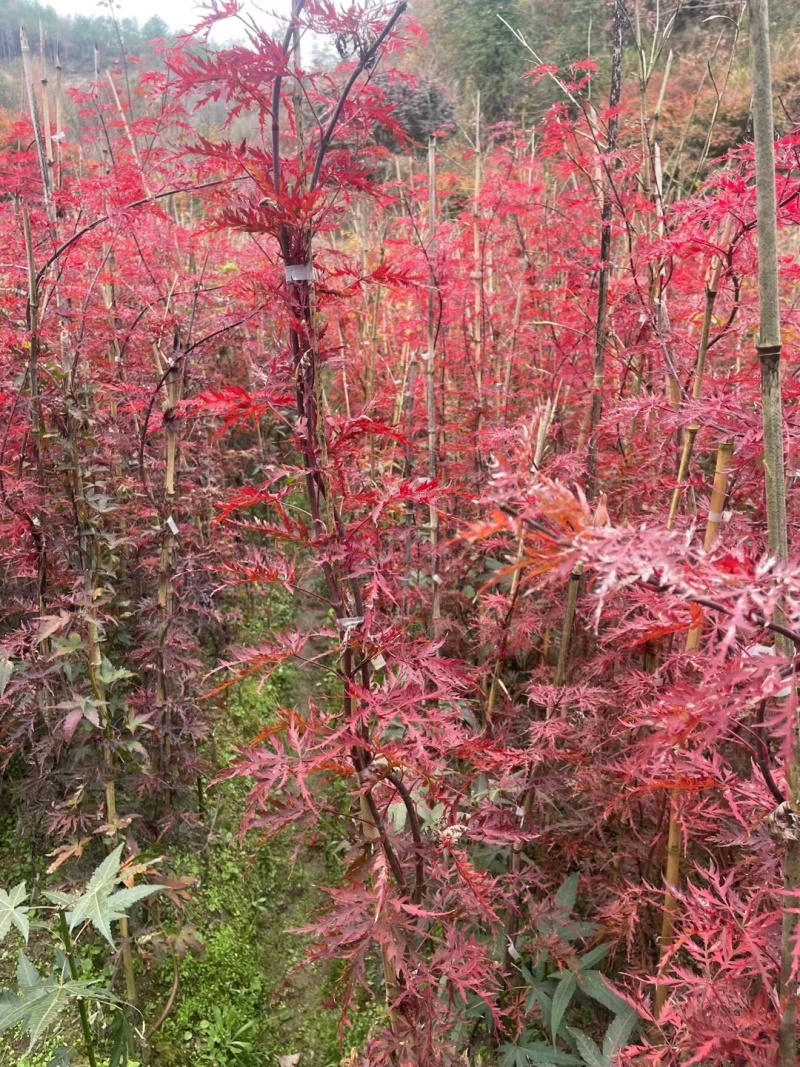 羽毛枫外山花缠金丝黄羽小苗稻叶石榴红青龙羽毛