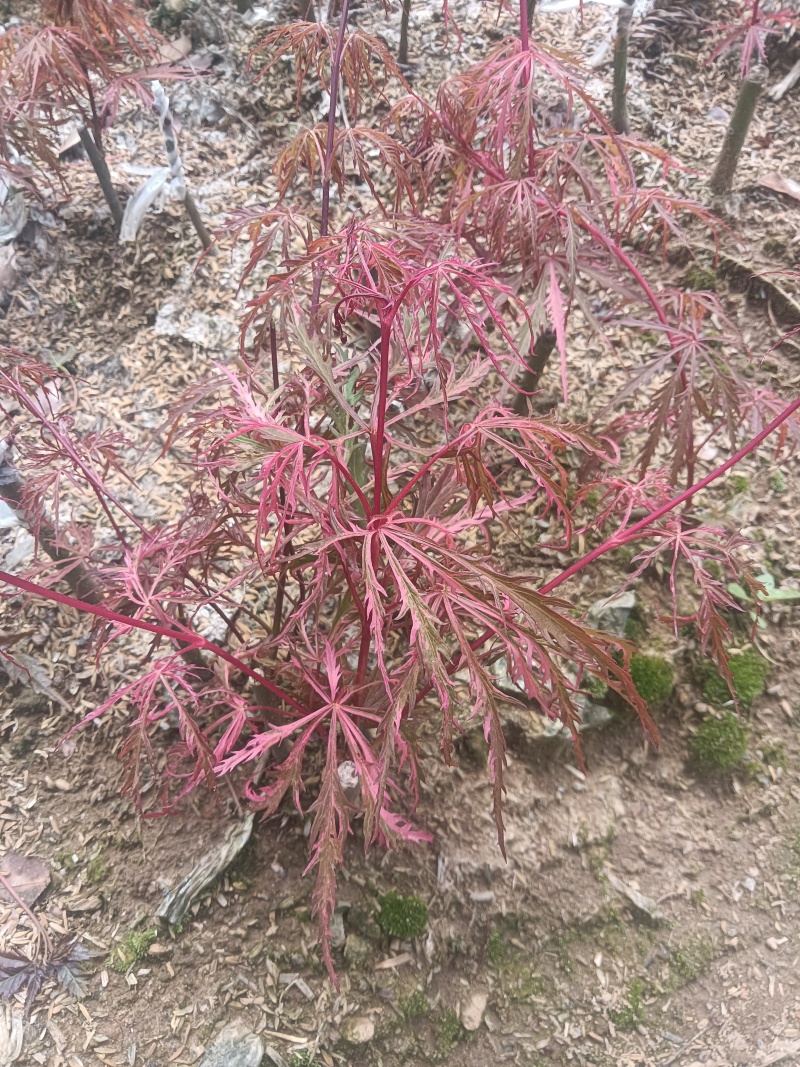 羽毛枫外山花缠金丝黄羽小苗稻叶石榴红青龙羽毛