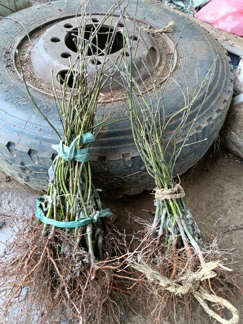 羽毛枫外山花缠金丝黄羽小苗稻叶石榴红青龙羽毛