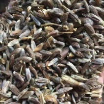 精品苍术籽苍术种子大量上市品质保证量大从优欢迎联