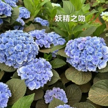 重瓣绣球袋苗可用于园林工程绿化全国各地都可发货品种多