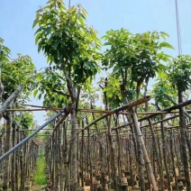 出售3-8公分紫花风铃木嫁接苗。基地直销