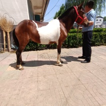 德保矮马骑乘稳定价格合理