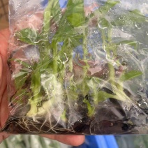 香蕉组培苗大量供应广东湛江基地直发，一手货源，可实地验货