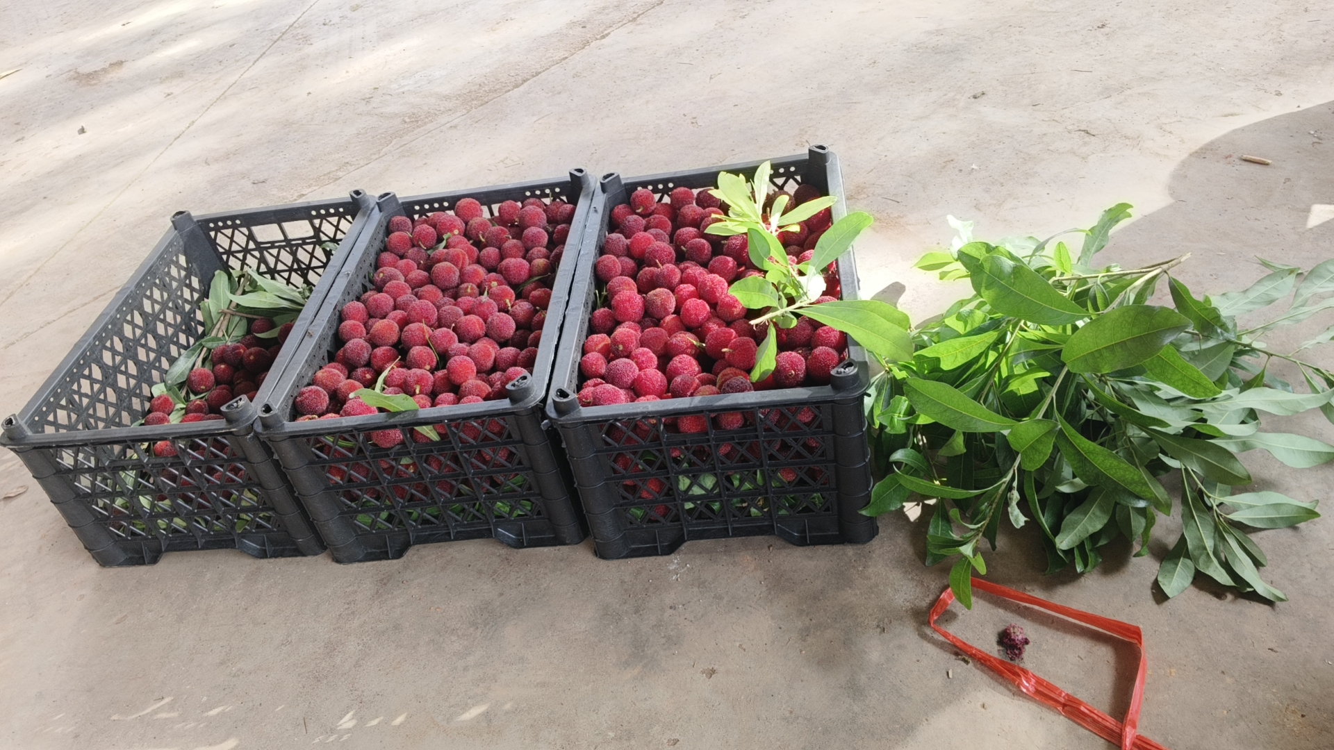 浙江余姚黑炭杨梅采摘现场实景图