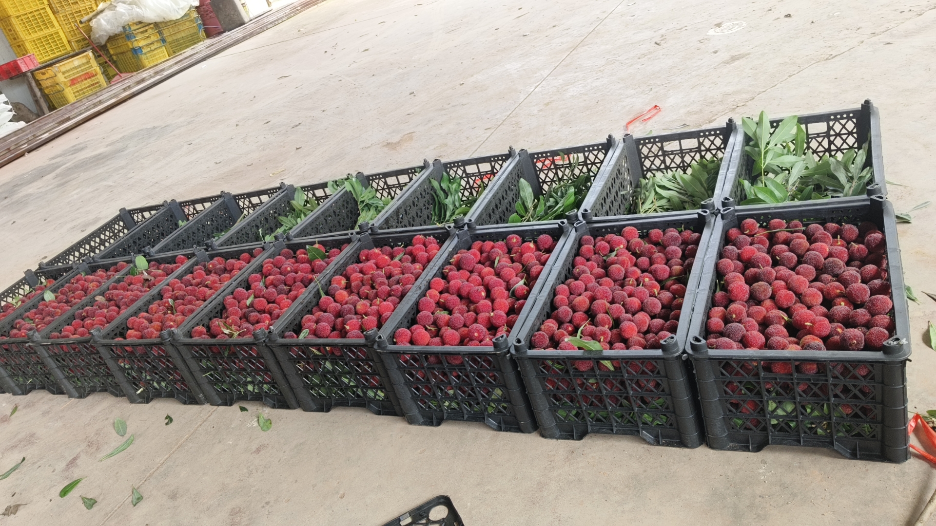 东魁杨梅采摘场景