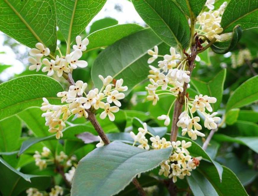 四季桂开花特写