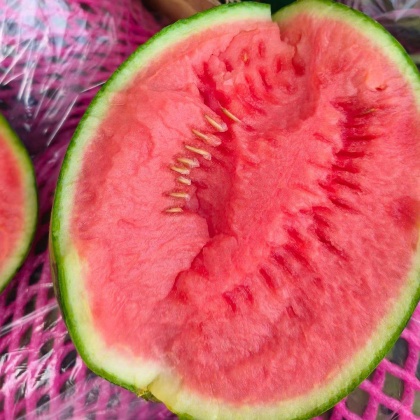 河南周口西华县938吊兰西瓜产地行情