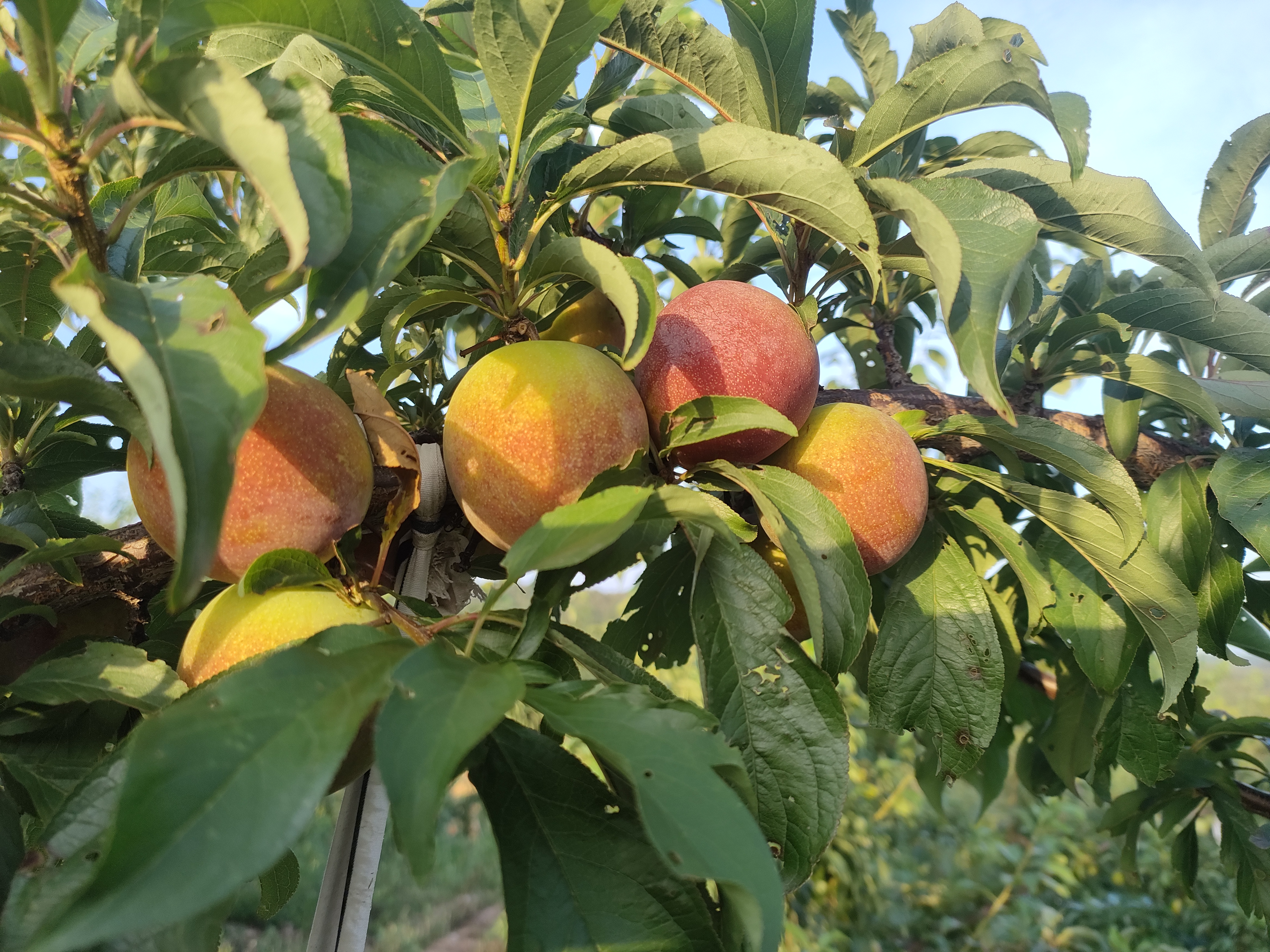 一棵蜂糖李树上挂满成熟果实,果实呈卵圆形,果皮黄绿色略带蜡质光泽,部分果面有浅褐色斑点,枝叶翠绿,背景为山区果园环境,阳光柔和 蜂糖李整体植株与果实挂枝状态