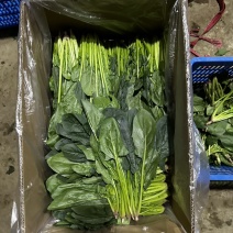 [牛]青海西宁高原夏菜菠菜种植基地保质保量欢迎实地考察合作