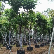 骨架麻楝基地直销规格齐全有需要的老板欢迎来电洽谈合作