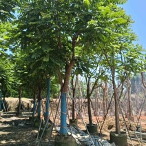 骨架麻楝基地直销规格齐全有需要的老板欢迎来电洽谈合作