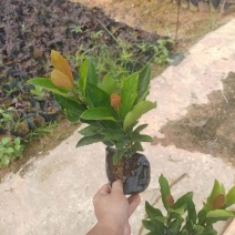 龙船花小袋中袋基地直销质量优质有需要的老板欢迎来电洽谈