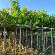 大叶紫薇基地直销规格齐全有需要的老板欢迎来电洽谈合作