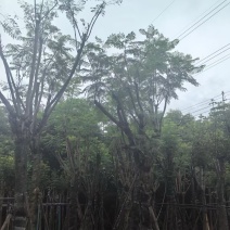 蓝花楹树12～15公分基地直销规格齐全欢迎老板来电