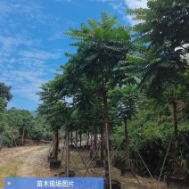 麻楝基地直销规格齐全有需要的老板欢迎来电洽谈合作