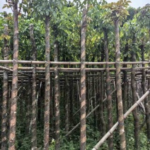 秋枫树基地直销规格齐全有需要的老板欢迎来电洽谈合作
