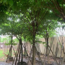 大叶紫薇基地直销规格齐全有需要的老板欢迎来电洽谈合作