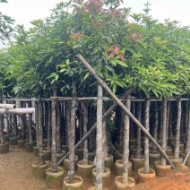 芒果树基地直销规格齐全有需要的老板欢迎来电洽谈合作
