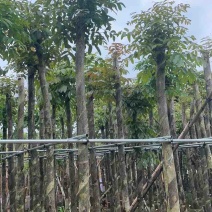 桃花心木基地直销规格齐全有需要的老板欢迎来电洽谈合作