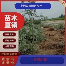 沙棘苗，沙棘种植面积大成活率高规格齐全对接批发