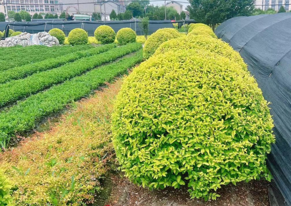 百合剪花蕊前后对比图