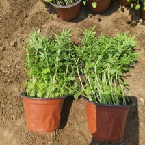荆芥，篮花荆芥，常年销售各种绿化苗木。。