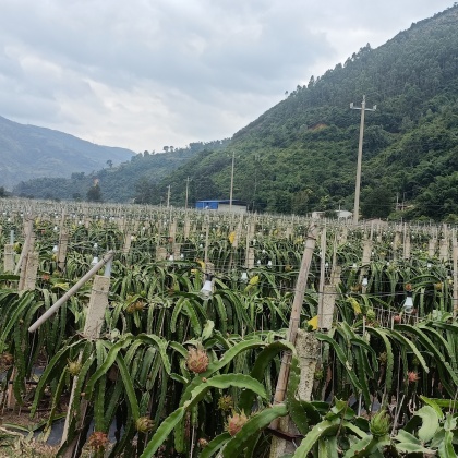 揭阳麒麟果产地行情