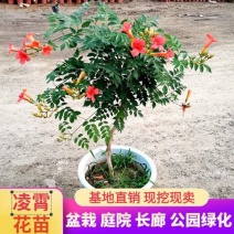 凌霄藤本凌霄爬藤植物易活凌霄苗抗寒耐旱品种凌霄树花批发