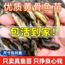 【黄骨鱼苗】杂交黄骨鱼苗黄颡鱼苗大量供应规格齐全