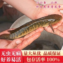 七星鱼苗山斑鱼苗规格齐全成活率高可视频看货欢迎咨询