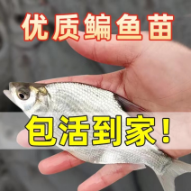 鳊鱼苗三角魴鱼苗武昌鱼苗边鱼苗规格齐全量大从优