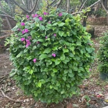 紫花三角梅1.2米至2米基地直销规格齐全欢迎老板来电