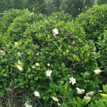栀子花
