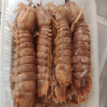 大母带膏皮皮虾江苏连云港发货餐饮佳品全国发货