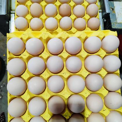 蛋钢化蛋真空独立包装10个一斤黑凤粉八新阳黑粉八粉壳土鸡蛋蒸煮金