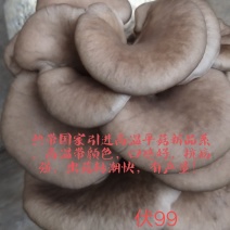 高温灰色品种‘伏99’，任何食用菌研究所没有这个品种