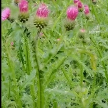 野生飞廉中药材