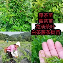 藤茶苗