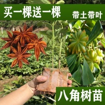 矮化浓香八角苗买-发三四季结果耐寒南北可种大木王罗马八角