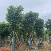 骨架麻楝15～25公分基地直销规格齐全欢迎老板来电