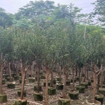 小叶紫薇/红火箭紫薇7～10公分基地直销规格齐全