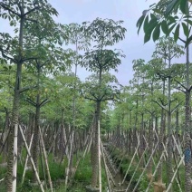 本地木棉8～12公分基地直销规格齐全欢迎老板来电咨询