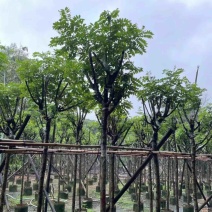 骨架黄槐5～15公分基地直销基地规格齐全欢迎老板来电