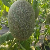哈密瓜